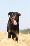 BEAUCERON 495